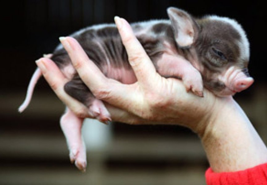 Свиньи - средство для выращивания донорских органов