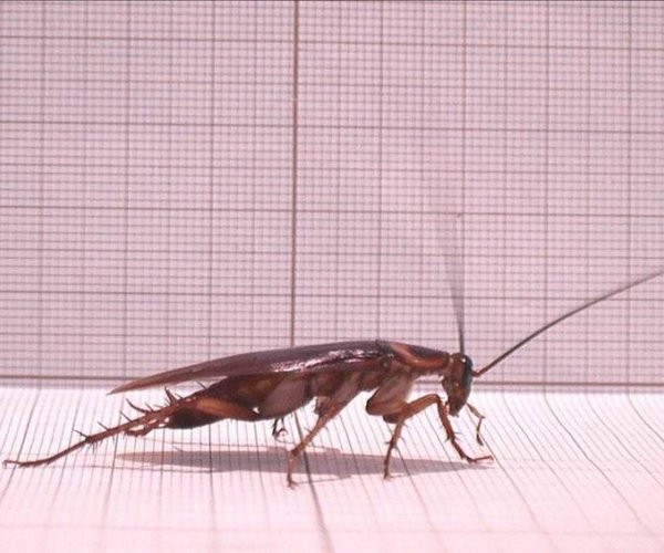 Ученые создали программу, упрощающую анализ движений насекомых