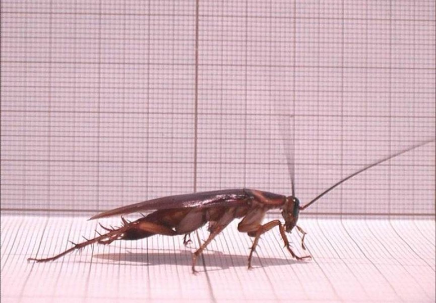 Ученые создали программу, упрощающую анализ движений насекомых