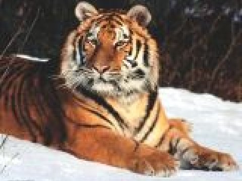 Ученые Российской Академии Наук изучают амурских тигров