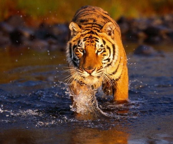 О популяции тигров в мире