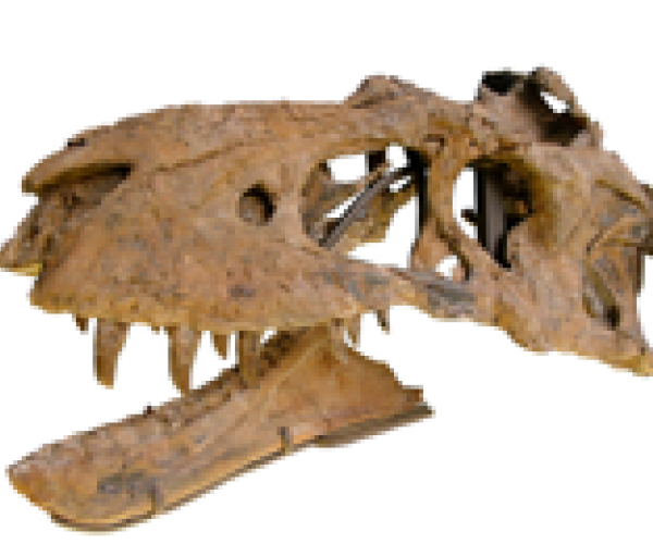 Обнаружен новый вид Тираннозавра