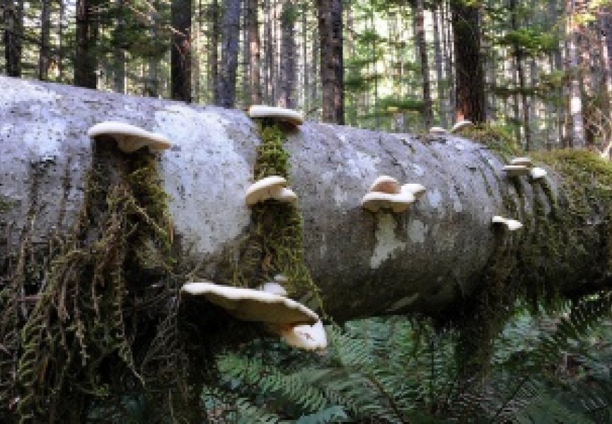 Открыт необычный способ выращивания грибов