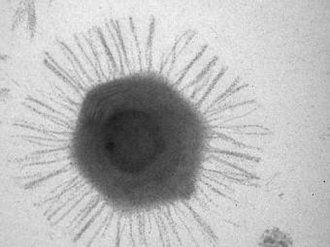 Исследовано ДНК гигантского морского вируса CroV