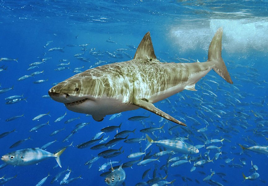Белые акулы родом из Тихого океана
