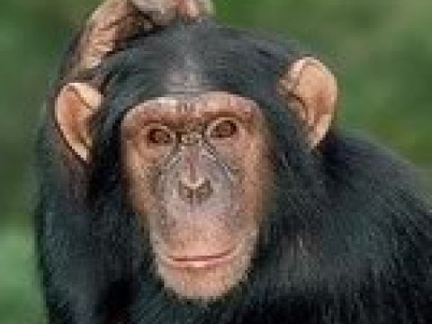 Почему шимпанзе не могут говорить?