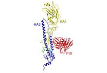 Ленточная схема связи гемагглютинина H5 (жёлтым и синим цветом показаны две его цепи HA1 и HA2) и моноклонального антитела F10 (красным) (иллюстрация William Hwang and Jianhu Su, Dana-Farber Cancer Institute)