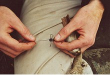 Рабочий момент. Исследователь удерживает птицу и готов прикрепить ей передатчик с антенной. Фото с сайта www.camargue.unibas.ch