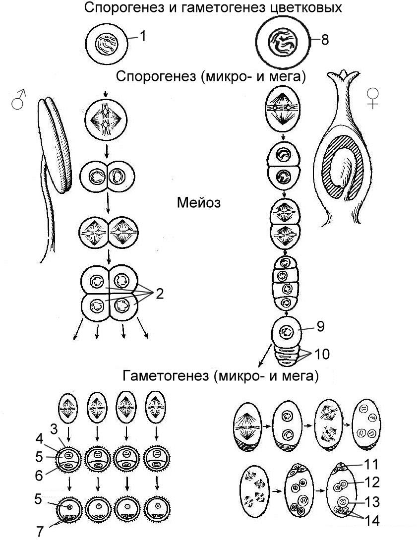 Макроспора это. Гаметогенез у цветковых растений схема. Гаметогенез у покрытосеменных растений схема. Гаметогенез у покрытосеменных растений. Этапы развития половых клеток у растений.