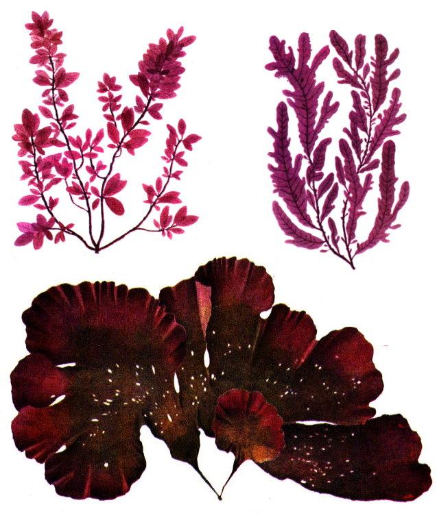 Багрянка водоросль. Багрянки водоросли. Порфира водоросль и Филлофора. Красные водоросли багрянки. Красные водоросли родимения.