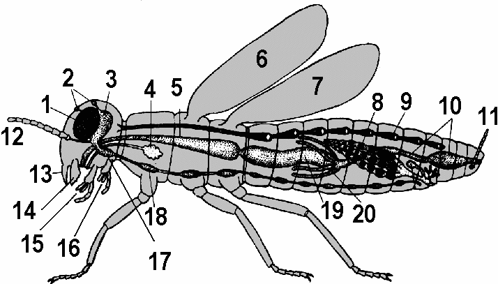 Схема внутреннего строения насекомого. Внутреннее строение прямокрылых насекомых. Внутреннее строение насекомых 7 класс биология. Система органов мухи. Насекомое работающая на органы