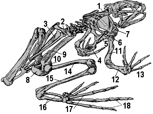Кости передней конечности земноводных. Скелет лягушки коракоид. Скелет лягушки подвздошная кость. Скелет лягушки сбоку. Скелет лягушки Воронья кость.