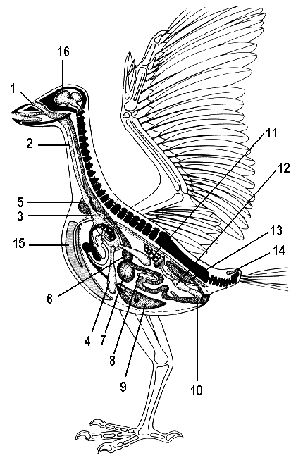 Внутреннее строение орла. Пищеварительная система птиц анатомия. Внутреннее строение птиц пищеварительная система. Органы пищеварения птицы схема.