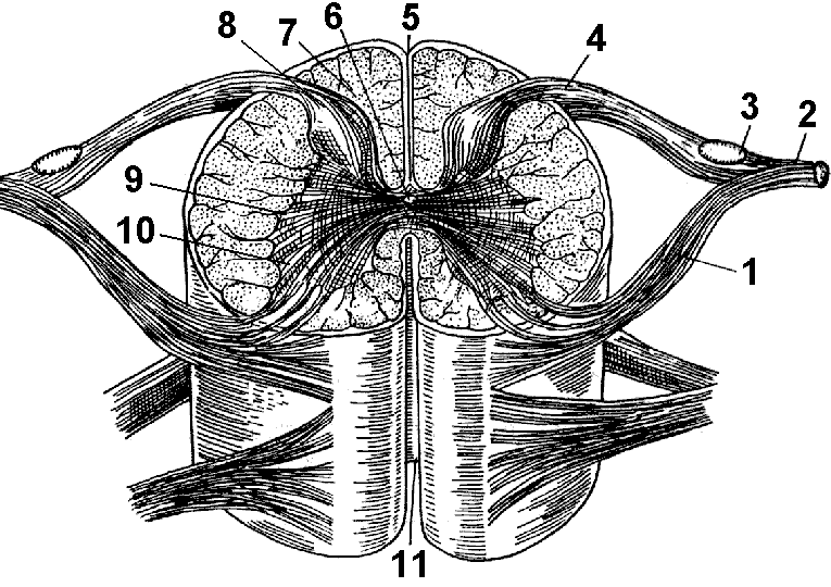 Рис. 230. Строение спинного мозга (рисунок и схема)