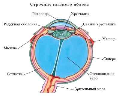 Глазные яблоки расположены в парных углублениях черепа