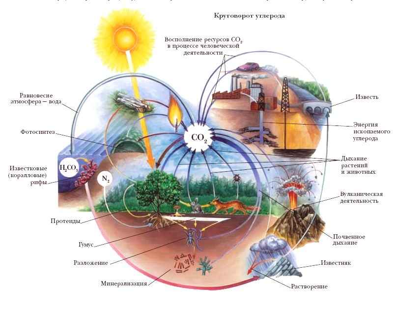 Почему круговорот веществ в биогеоценозе является основой жизни