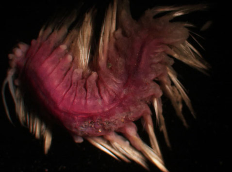 Знакомьтесь — розовый многощетинковый червь (полихета) — ещё один сюрприз из моря Уэддела (фото Wiebke Brökeland).