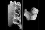 Кусок челюсти и часть бедренной кости - немногие фрагменты, которые остались от ископаемого создания. Фото Worthy et al