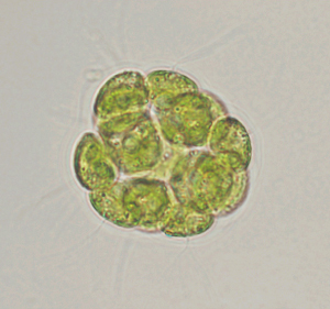 В отличие от вольвокса, в колониях которого может быть свыше тысячи клеток, зрелые колонии пандорины состоят всего из 16 клеток. На фотографии видны жгутики — едва заметные тонкие линии, отходящие от некоторых клеток (© UT–Austin; фото с сайта www.zo.utexas.edu)