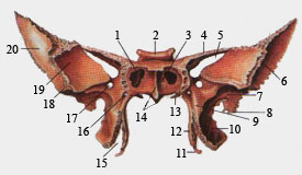 Клиновидная кость (вид спереди)