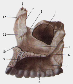 Верхнечелюстная правая кость (вид с внутренней стороны)