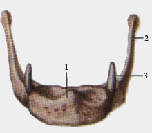 Подъязычная кость (вид спереди)