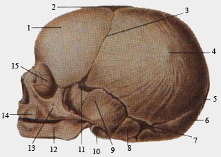 Кость на затылке. Выпуклая затылочная кость черепа. Бугры черепа новорожденного.