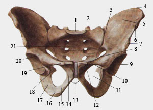 Скелет мужского таза. Вид спереди.