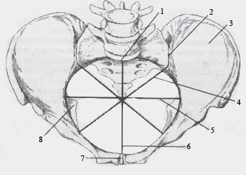 Скелет женского таза. Размеры входа в полость малого таза. Вид сверху.