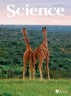 На обложке журнала Science, в котором помещена обсуждаемая статья, изображены жирафы в предвкушении приятной трапезы в исследовательском центре «Мпала» в Кении. На таких крупных травоядных, как жирафы, и держится дружба муравьев с акациями в восточноафриканской экосистеме. Фото: Amy Wolf