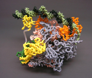 Нейлоновая модель фермента РНК-полимеразы, застигнутой в тот момент, когда она уже присоединилась к промотору, расплела двойную спираль ДНК и собирается приступить к прочтению генетической информации. Фото с сайта www.pingrysmartteam.com