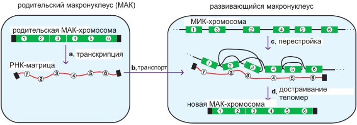 РНК-матрица, считанная с МАК-хромосомы перед разрушением макронуклеуса, служит «ключом» для распутывания генетической информации, содержащейся в МИК-хромосоме. Черным цветом обозначены концевые участки хромосом — теломеры. Рис. из обсуждаемой статьи в Nature
