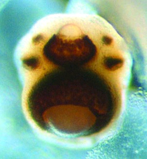 Ропалий медузы Tripedalia cystophora имеет 6 глаз: 4 простых глазка (два ямковидных и два щелевидных) и два камерных глаза (верхний и нижний). В обоих камерных глазах есть роговица, хрусталик, сетчатка, пигментный слой и диафрагма. Изменение интенсивности света приводит к изменению диафрагмы нижнего глаза, тогда как диафрагма верхнего глаза остается постоянной. Фото © Dan-E. Nilsson с сайта www.wissenschaft-online.de